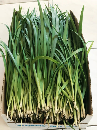 Chives