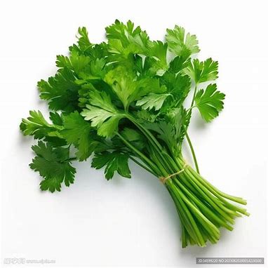 Coriander